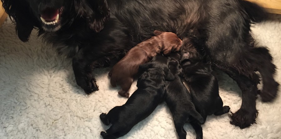 Zak and Cassie litter born