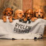 Ryglen Yeti Boomer Dog Bowl – Ryglen Gundogs Storefront